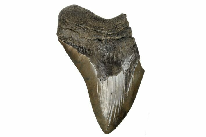 Partial Megalodon Tooth - Serrated Blade #180879